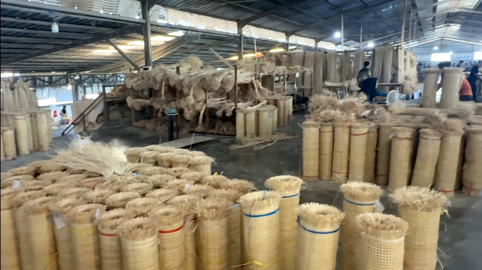 Natural rattan rolls organised for sourcing and factory processing in Indonesia